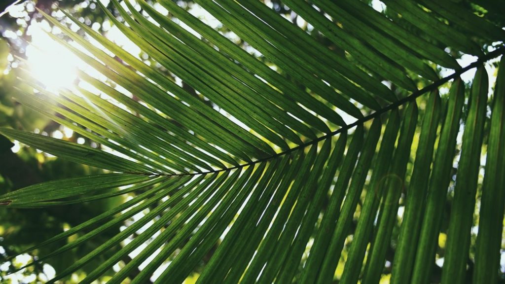 Palm Sunday: Jesus is King